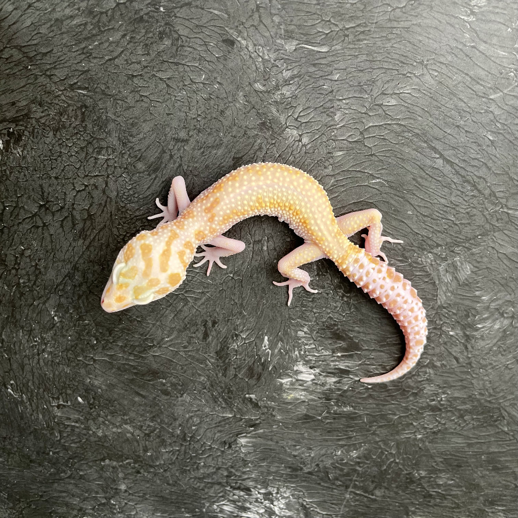 WY RAPTOR POSS MS CBA22 BETINA Mainan Anak Lucu Jinak Gecko Geko Leopard Gecko