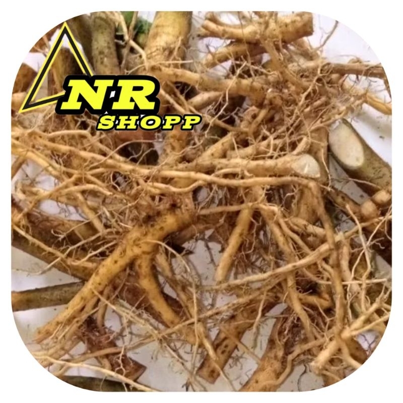 

Akar Sidaguri Sadagori 250Gram Kemasan Akar Segar