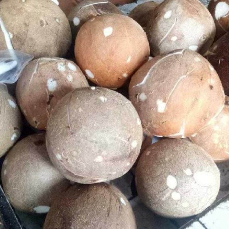 

Klapa tua di kupas batoknya tanpa air nya/1 buah