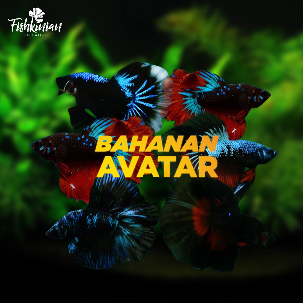 halfmoon/hm/hmdt/avatar/bahanan