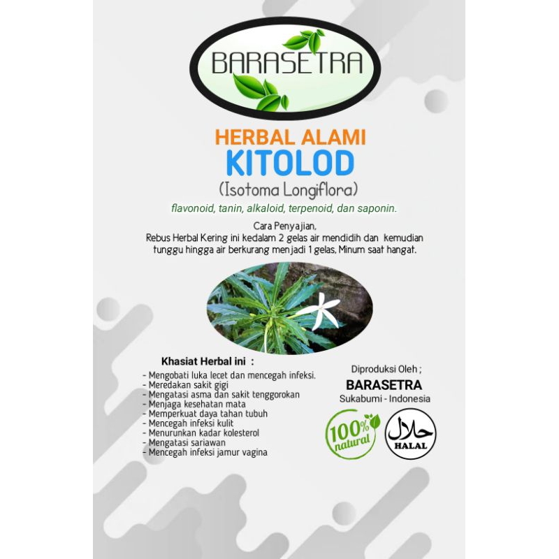 KITOLOD daun kering KITOLOD beserta bunga KITOLOD mempunyai khasiat yang baik untuk kesehatan mata. 