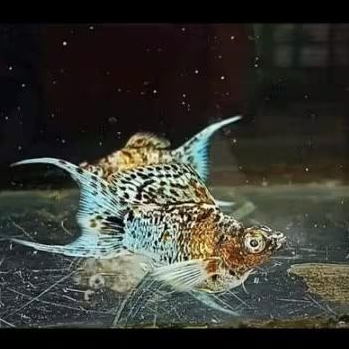 Molly calico platinum balon cawang