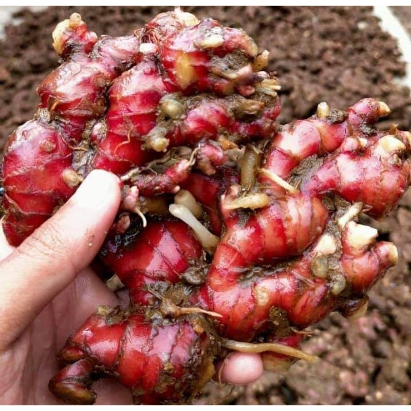 

jahe merah fresh 1kg