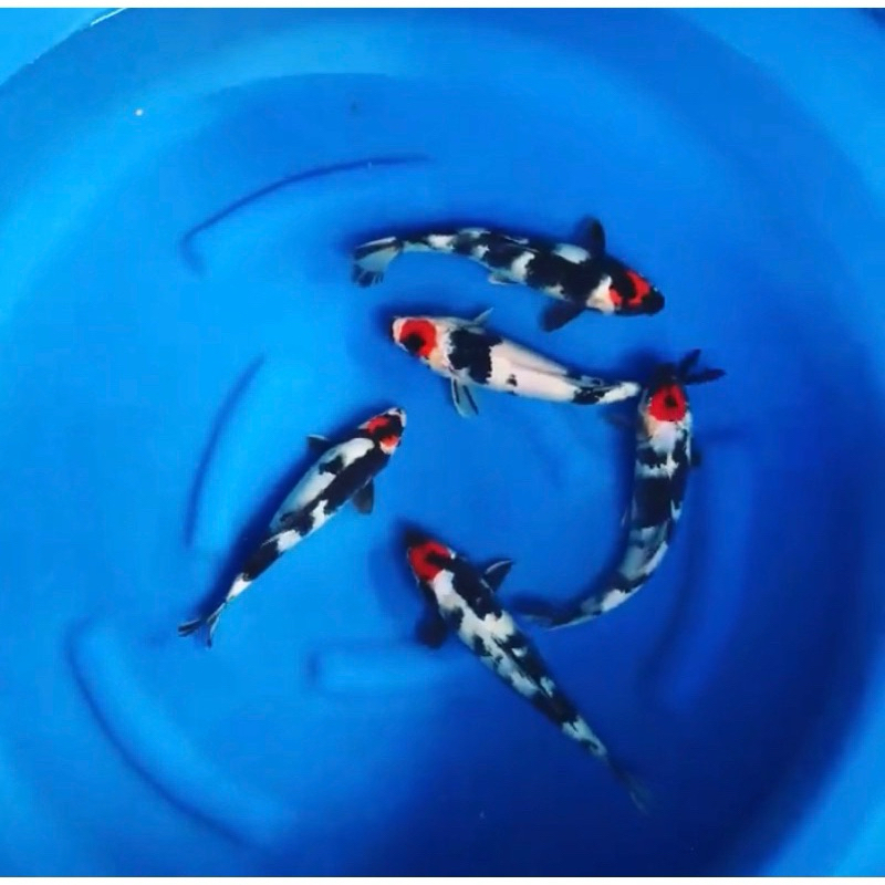 

koi showa tancho grade A ukuran 20-24cm