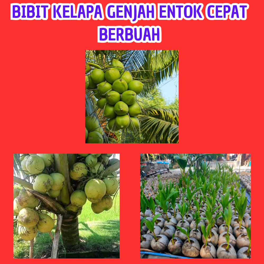 TERMURAH  Bibit Kelapa Genjah Entok, Bibit Kelapa Genjah Entok Murah