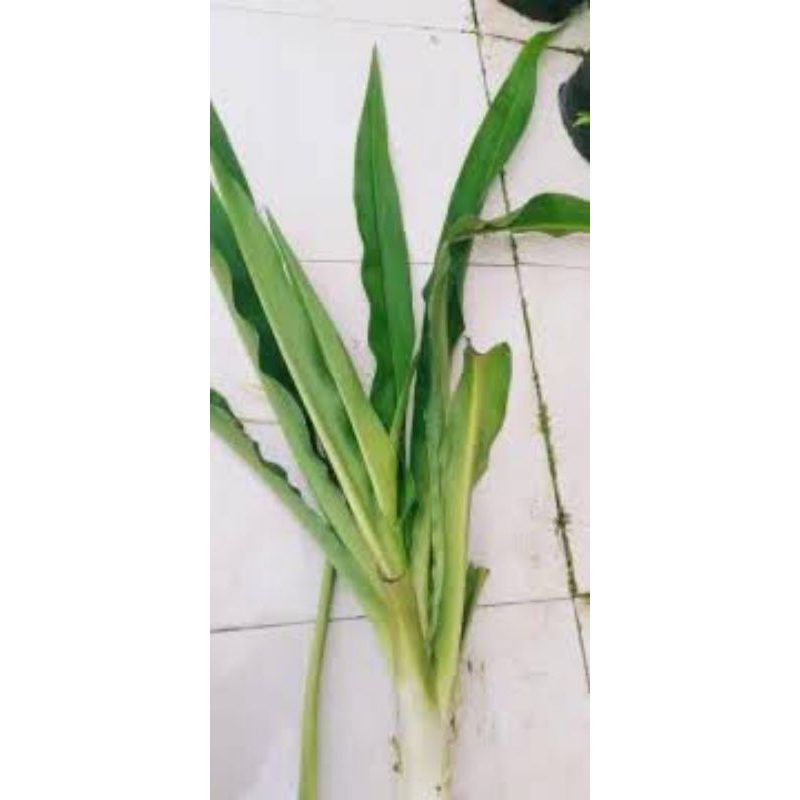 

daun bakung/oppu-oppu segar 2 lembar