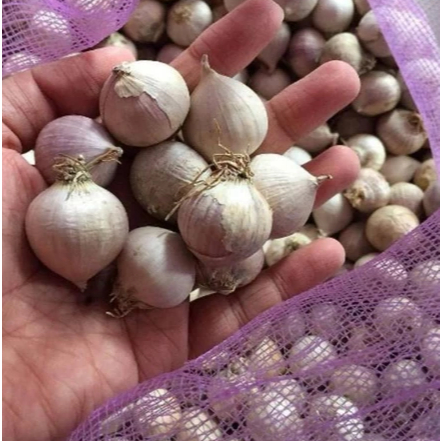 

PROMO Bawang putih TunggaL/Lanang 1kg(Uk tanggung)
