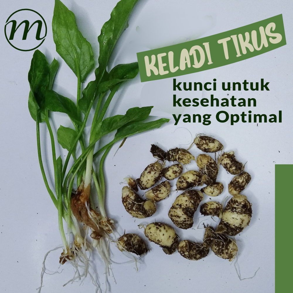 Umbi segar keladi tikus organik 300gram
