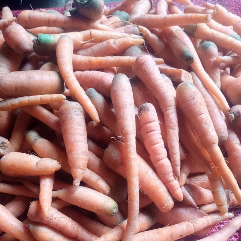 

wortel 1kg paling kecil paling murah lokal Garut Gunung Cikuray