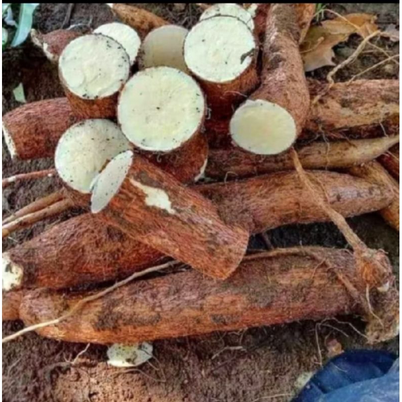 

SINGKONG MENTAH COCOK UNTUK BAHAN MAKANAN ENAK PULEN