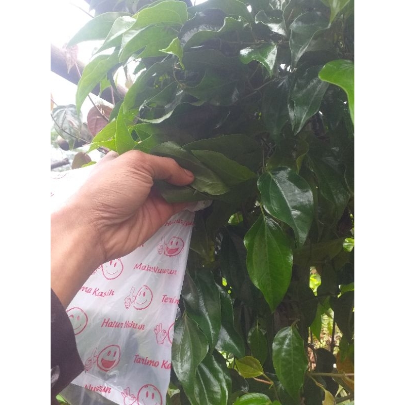 

50 lmbr sirih hijau tua dari sirih merah fresh dadakan