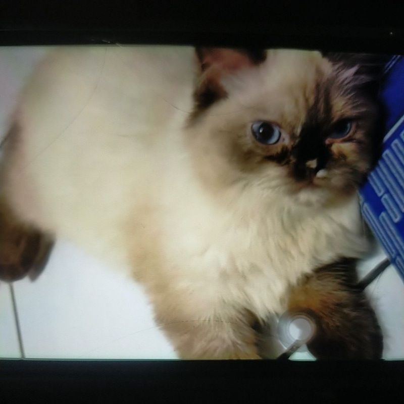 kucing Himalaya
