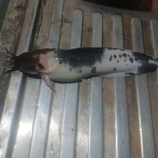 lele albino belang size 25-30cm hiasan aquarium tankmate
