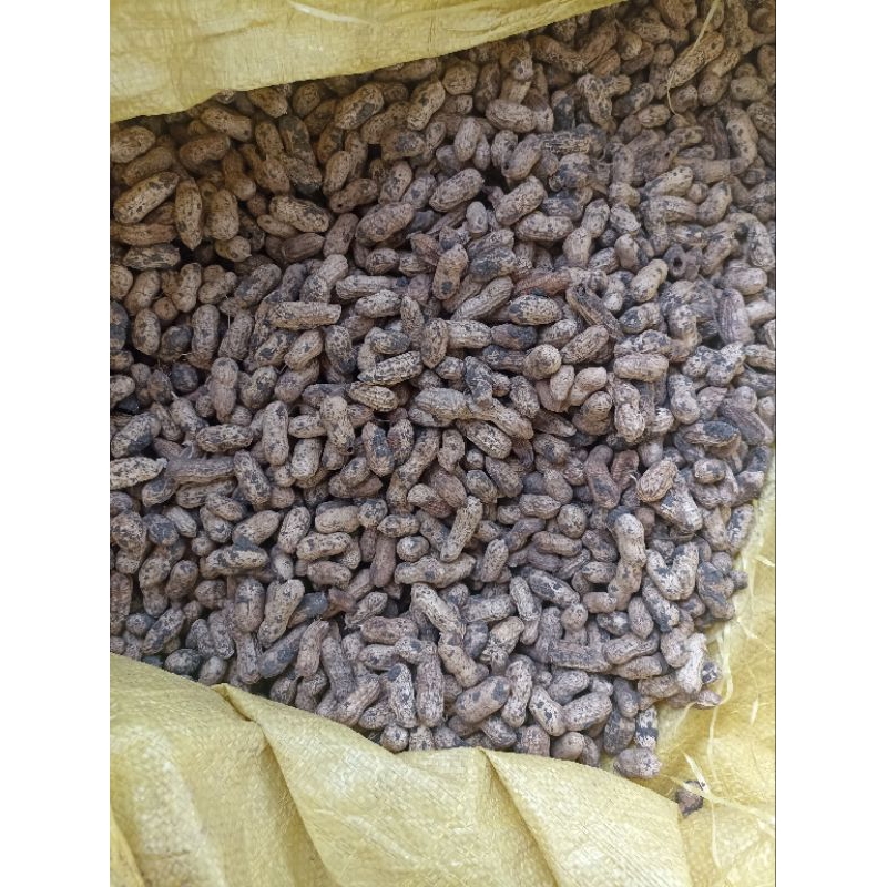 

Kacang Tanah Kulit Mentah