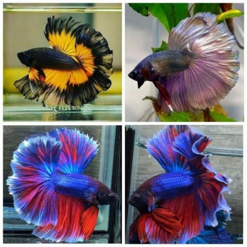 Ikan cupang halfmoon size M/L
