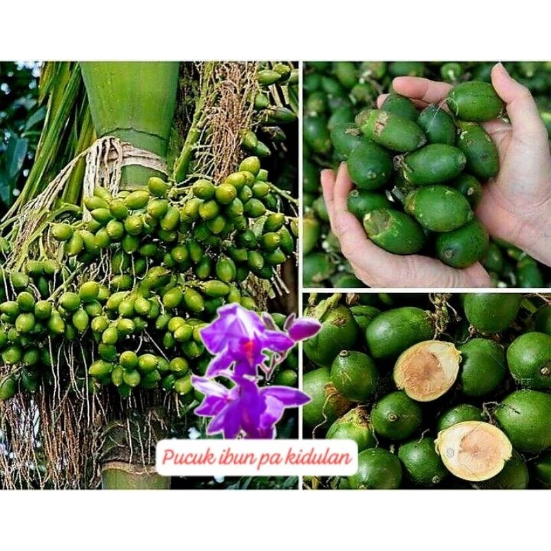 

pinang hijau muda segar/1biji
