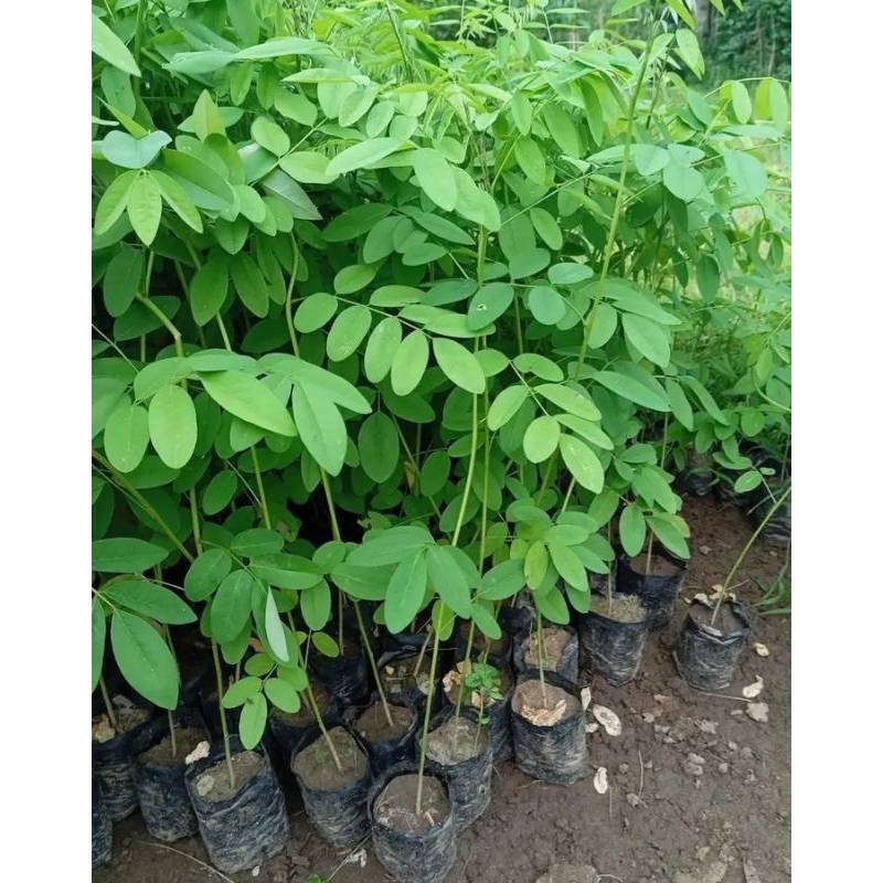 Paket hemat indigofera (10 batang) siap tanam