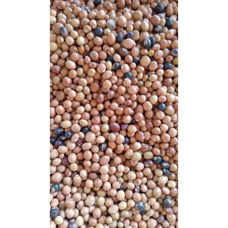 

Jamu Biji botor /biji cipir /biji bonong