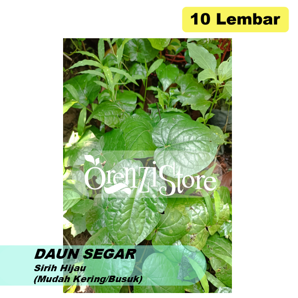 

Daun Sirih Hijau Segar Untuk Obat Herbal