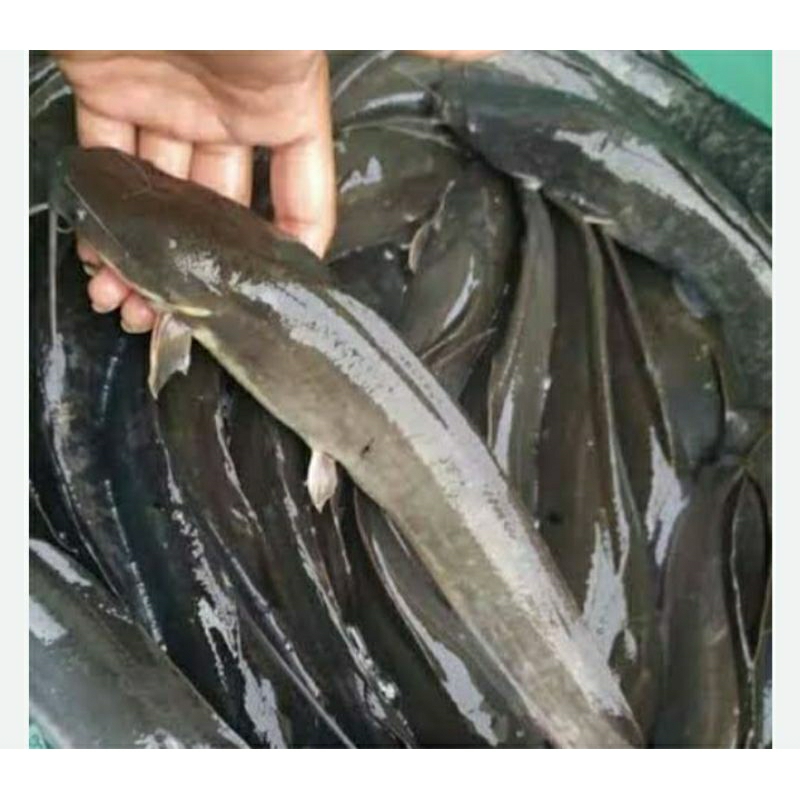 

lele/ikan lele 1 kg/ikan lele segar/ikan lele 1 kg segar