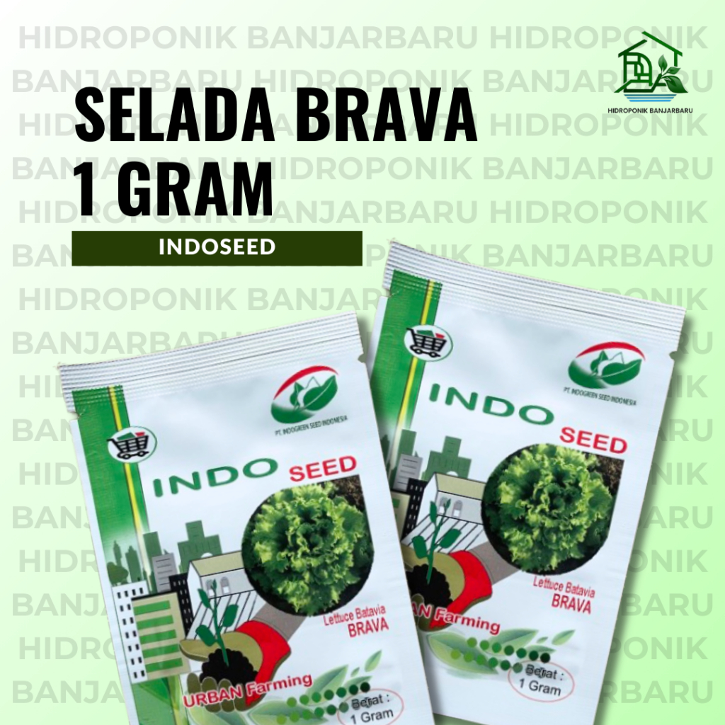 BENIH SELADA KERITING BRAVA LETTUCE BATAVIA INDOSEED 1 GRAM SELADA HIJAU SELADA HIDROPONIK