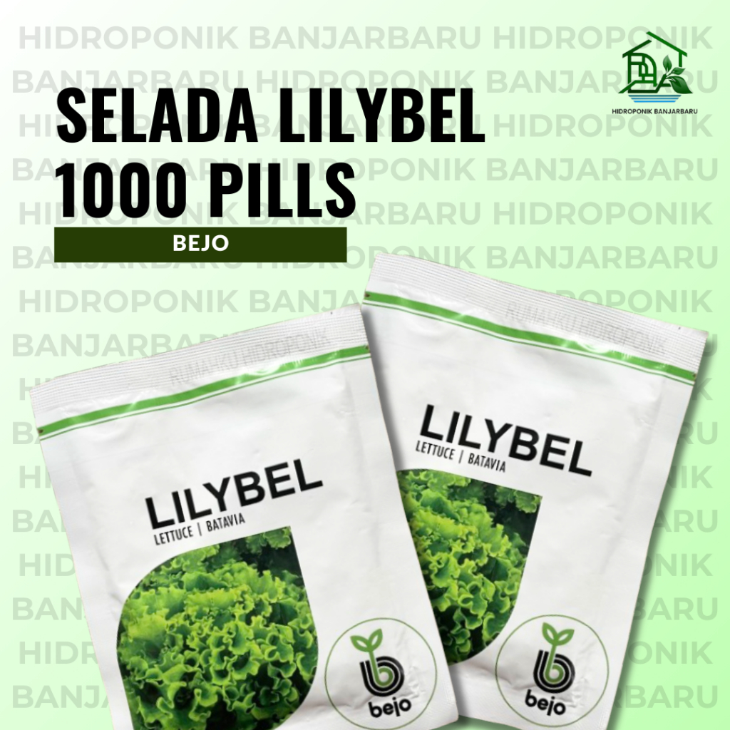 BENIH SELADA KERITING LILYBEL LETTUCE BATAVIA BEJO SEED 1000 PILLS SELADA HIJAU SELADA HIDROPONIK