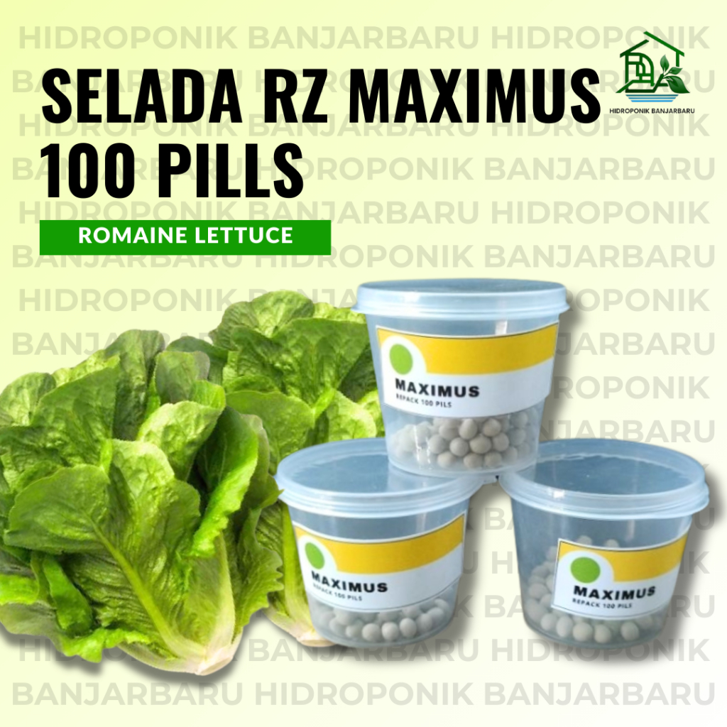 100 PILLS BENIH SELADA RZ MAXIMUS ROMAINE COS LETTUCE RIJK ZWAAN SELADA LURUS SELADA HIDROPONIK