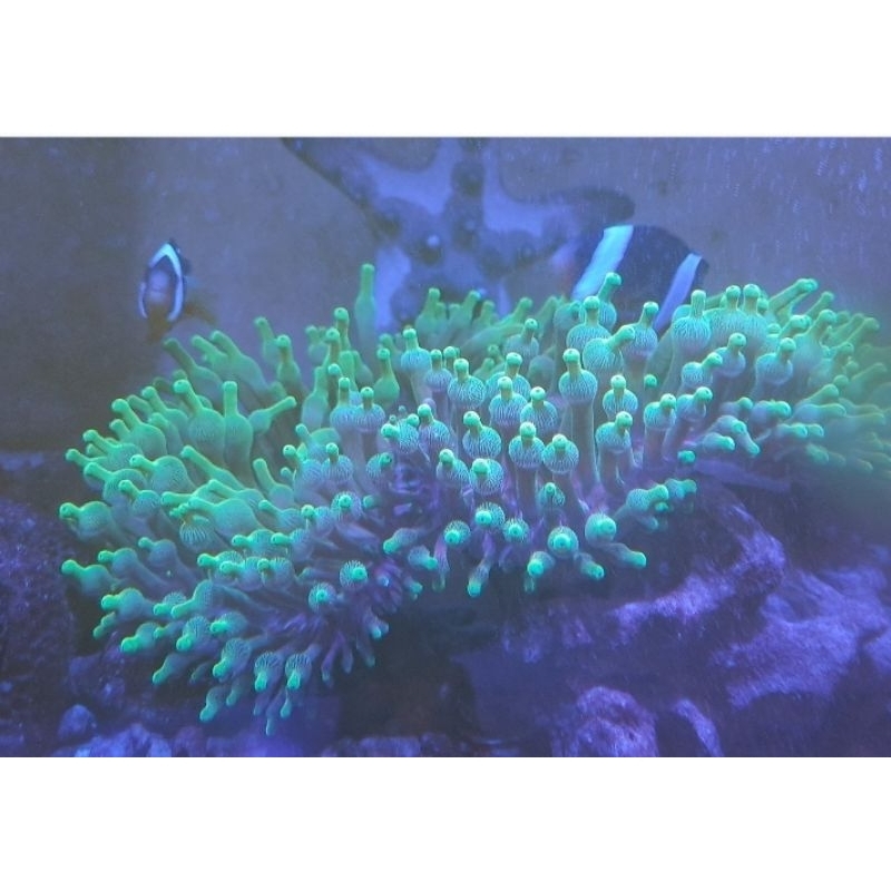 Anemon Jagung Ijo size Besar