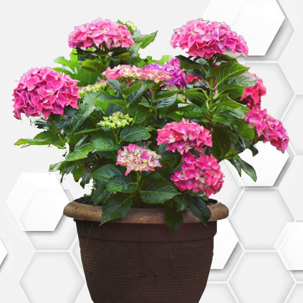 tanaman hias hidup bunga hortensia hydrangea