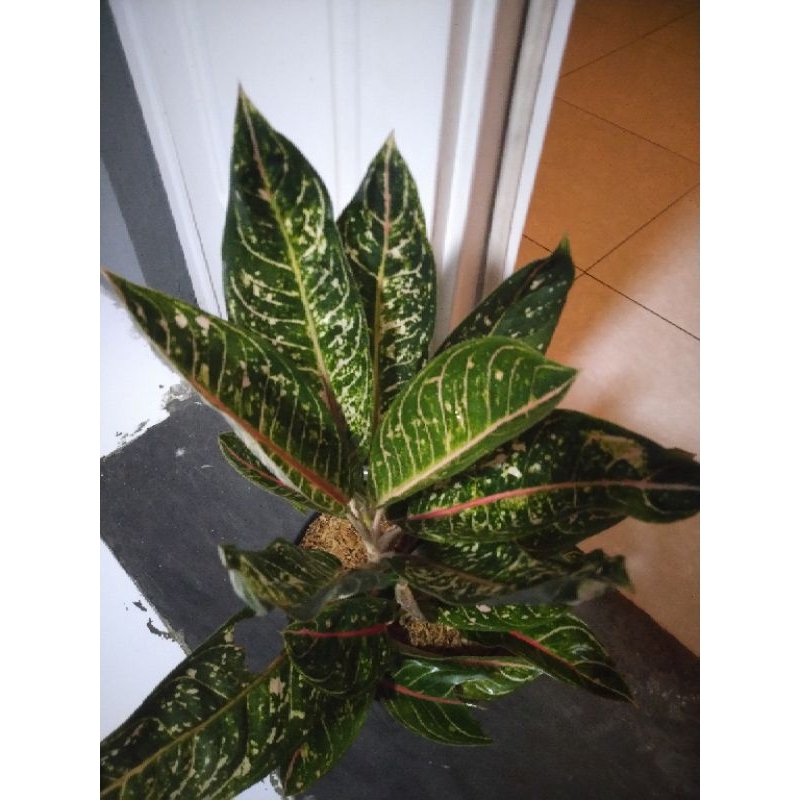 Aglonema Donakarmen, indukan rumpun