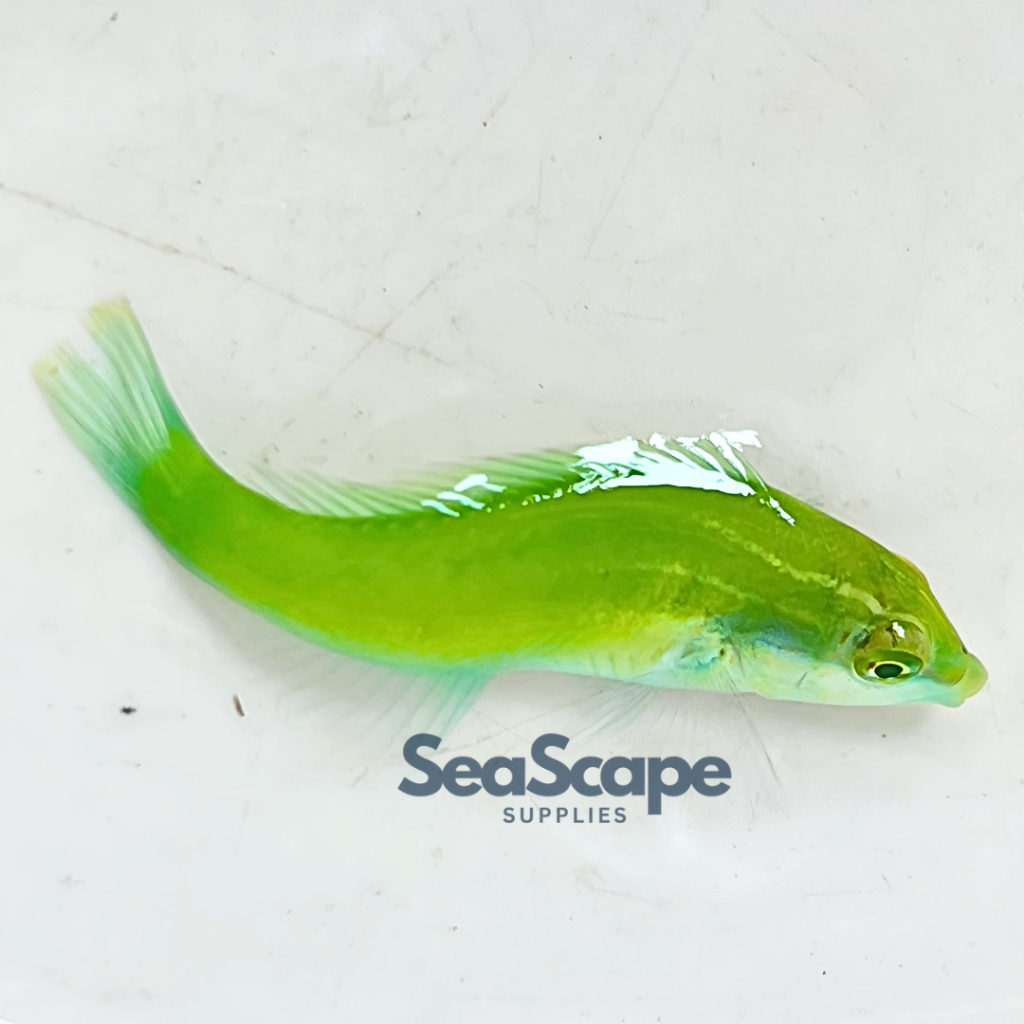 Ikan Hias Akuarium Air Laut Keling Hijau (Green Wrasse Fish) Aquarium Aquascape Marine