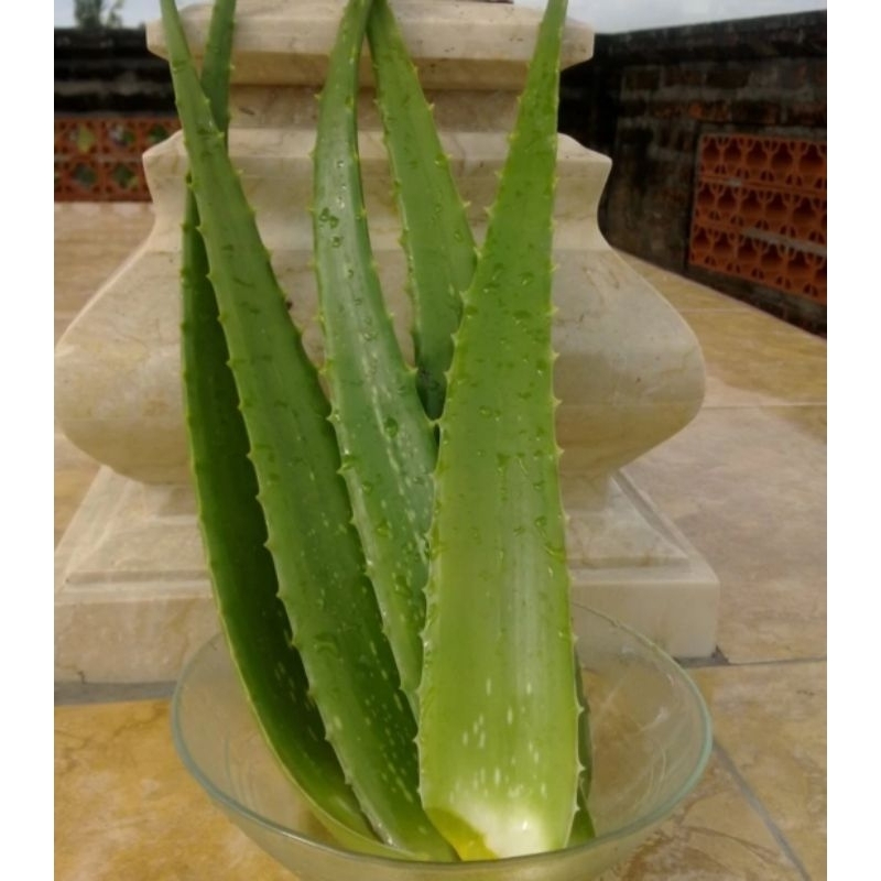 

Daun lidah buaya alami 300gr Tanpa Peptisida Pelepah Aloe Vera