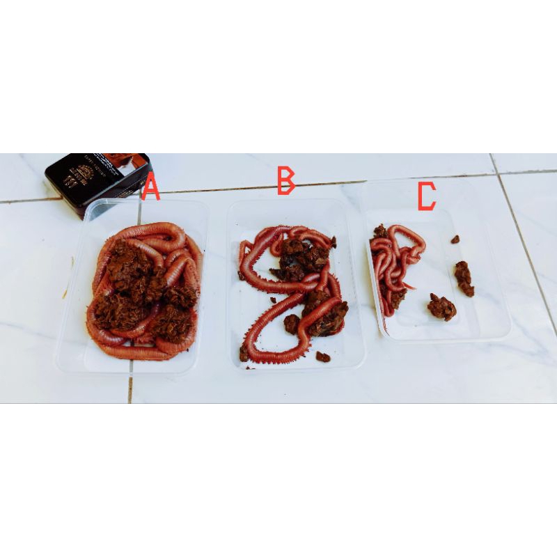 UMPAN CACING NIPAH GREAD C PANJANG 1METER