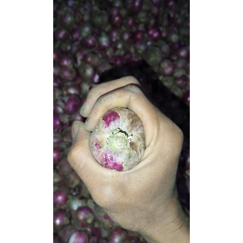 

Bawang Merah Besar