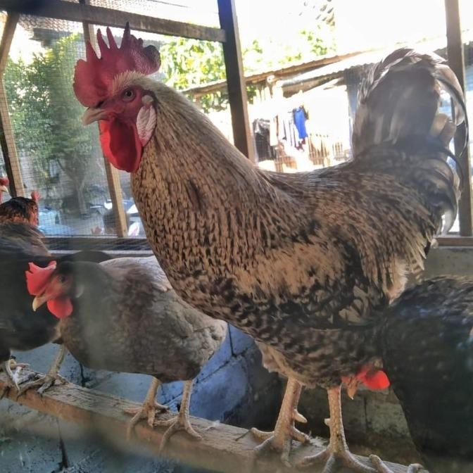 

TELUR AYAM KUNTARA UNTUK DI TETASKAN