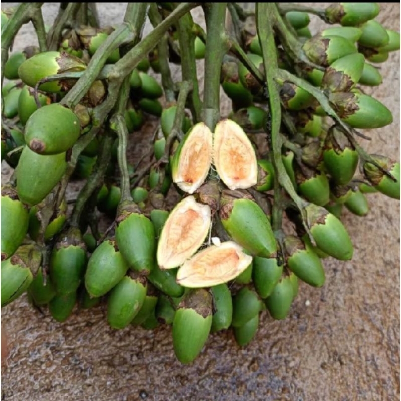 

STAMINA HERBAL buah pinang muda segar fresh 1kg
