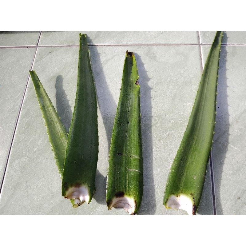 

Aloe vera / tanaman lidah buaya 500 gram / batang lidah buaya