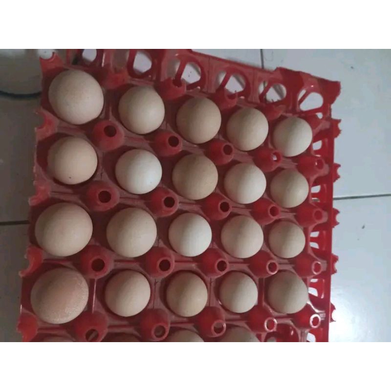 

Telur Fertil ayam BP2