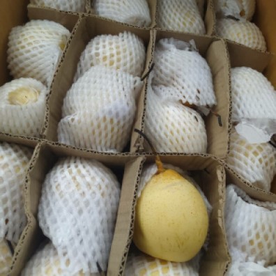 

Pear Yali 15 kg