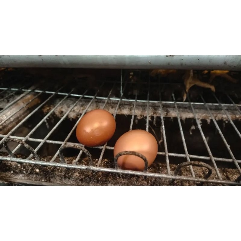 

Telur Ayam