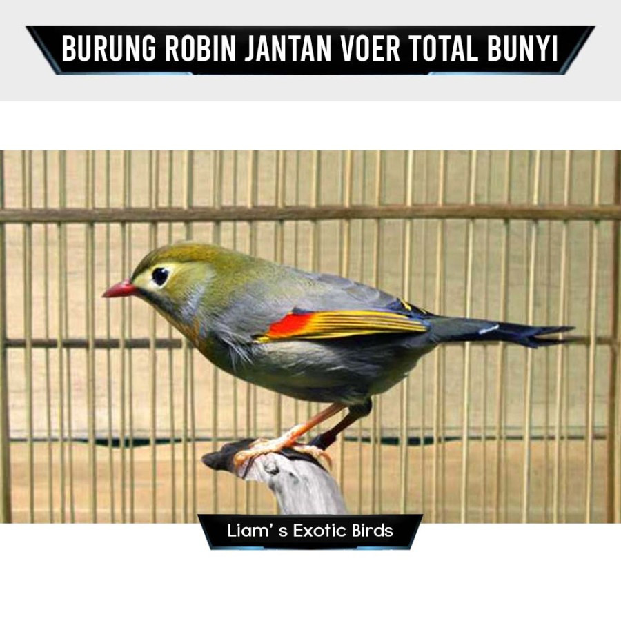 Burung Robin Import Pilihan Mulus Garansi Jantan Rajin Bunyi