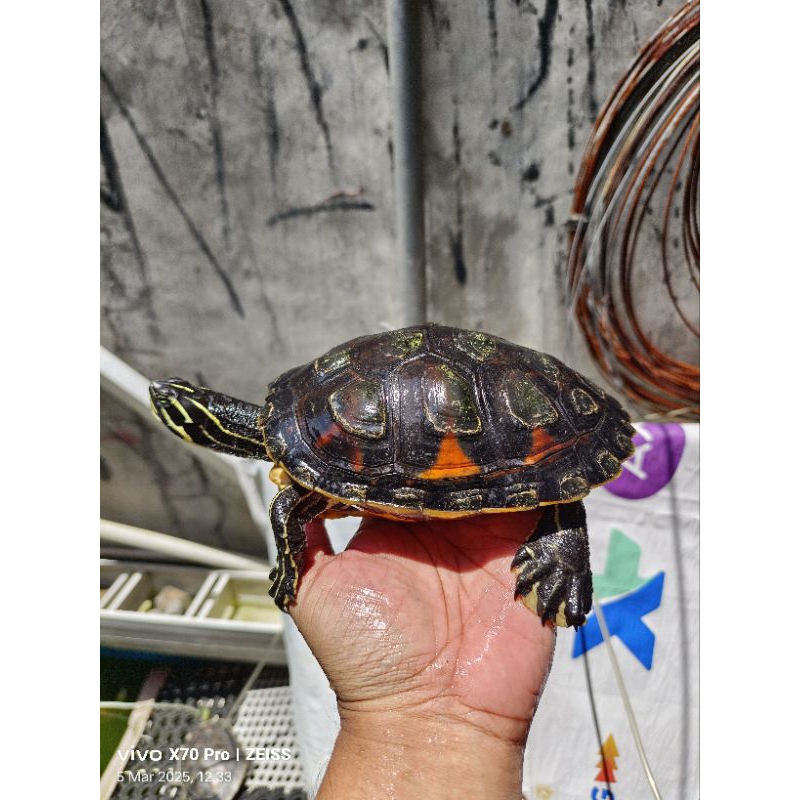 Kura air Red Belly Nelsoni / RBN Betina Indukan