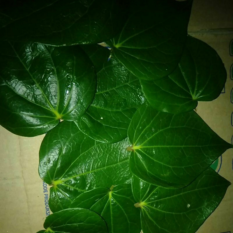 

DAUN SIRIH / SURUH HIJAU petik segar