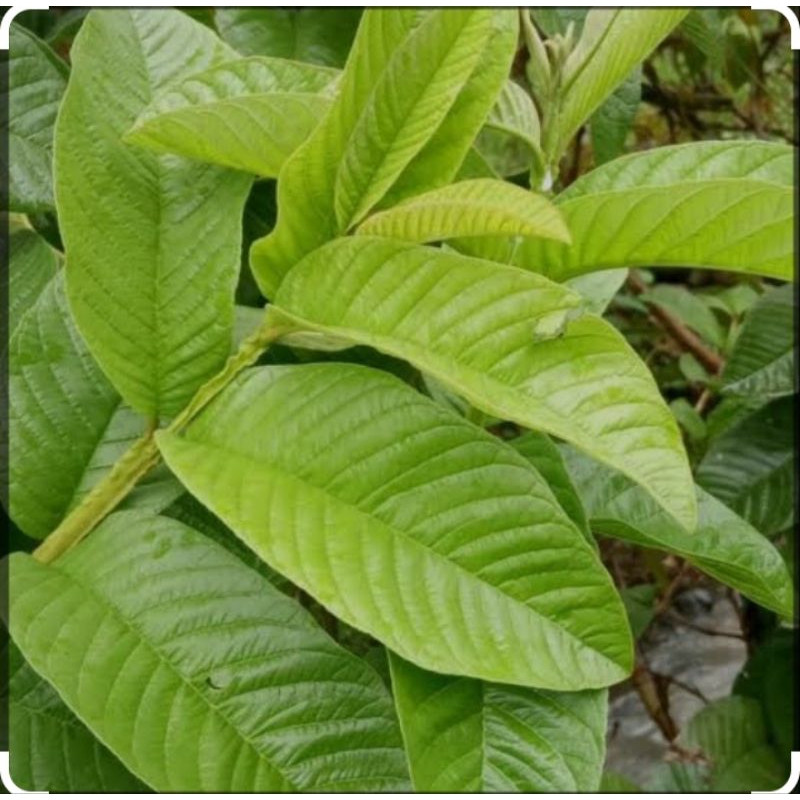 

daun jambu biji segar 250 gram