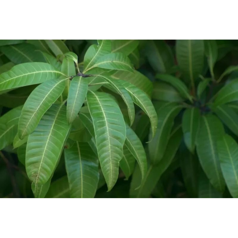 

Daun Mangga Segar 1 kg