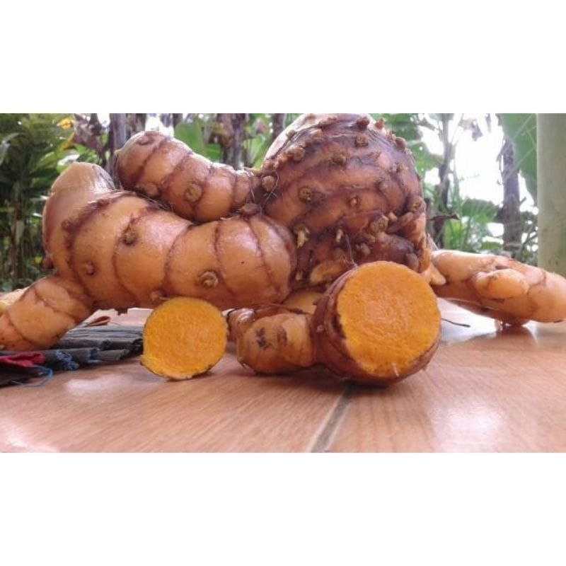

TEMULAWAK/KONENG GEUDE ORGANIK 1kg