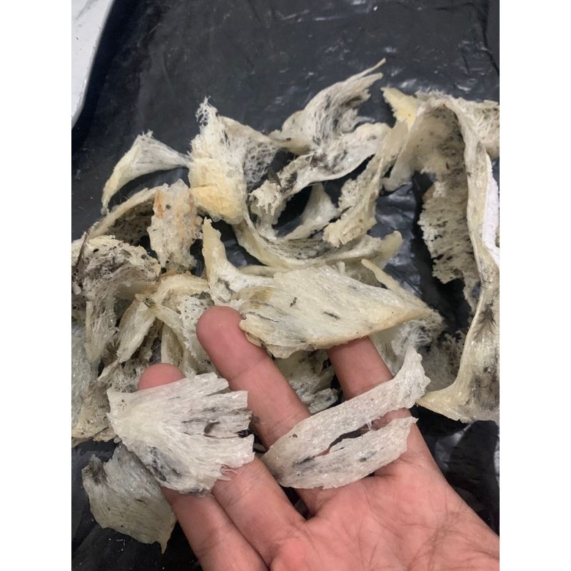 

isi kemasan 100 gram- sarang walet hasil panen dari Sulawesi Tengah - sarang alami belum melalui proses pencucian - di timbang dengan keadaan kadar air kering #sarangburungwalet #walet #kecantikan #kesehatan #kalimantan #burungwalet