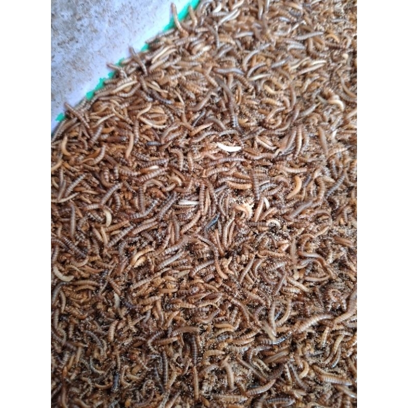 ulat kandang uler kandang ulat pakan burung kecil 100gram