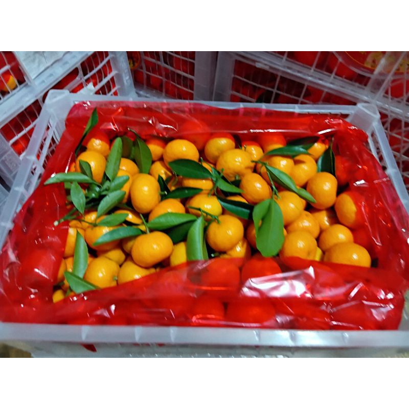 

JERUK SANTANG PROMO MURAH PER BOX 6.5kg