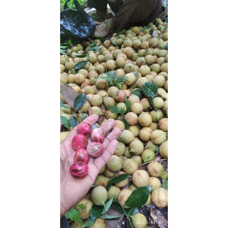 

buah pala segar pres(100)gram